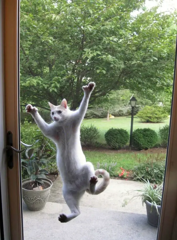 funny-animal-outside-door-let-me-in-141__605