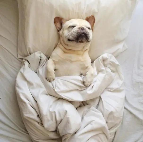 dog-sleeping-bed-funny-animal-photos-29__605