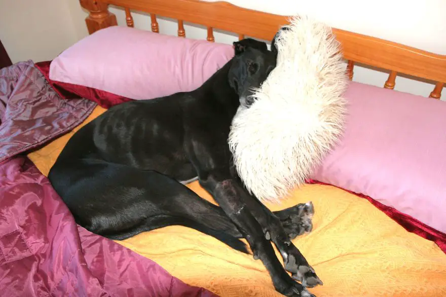 dog-sleeping-bed-funnyz