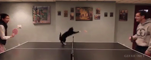 gato-pin-pong