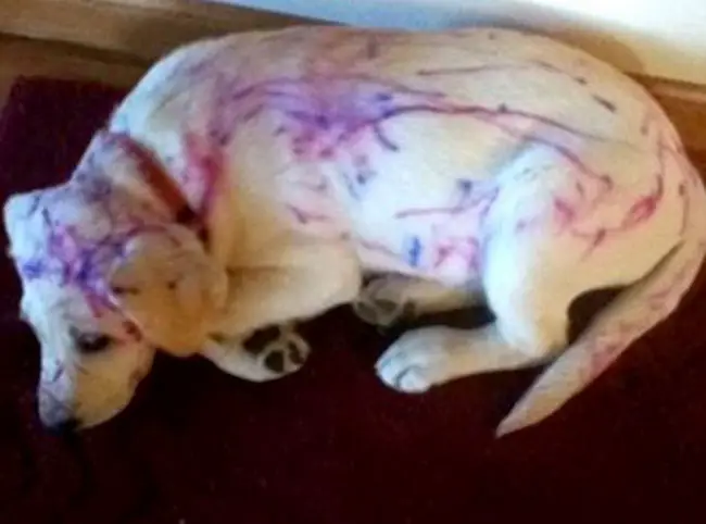 perro-pintado