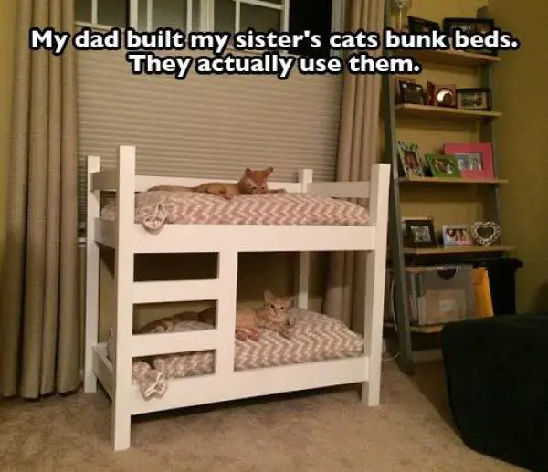 pet_owners_who_really_treat_their_pets_like_family_640_33