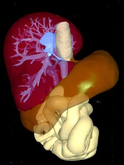 Human-Liver