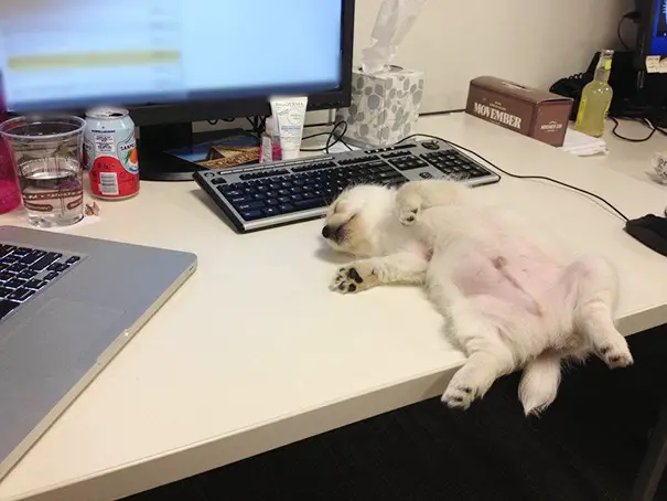 XX-Puppies-That-Can-Sleep-Anywhere-__605