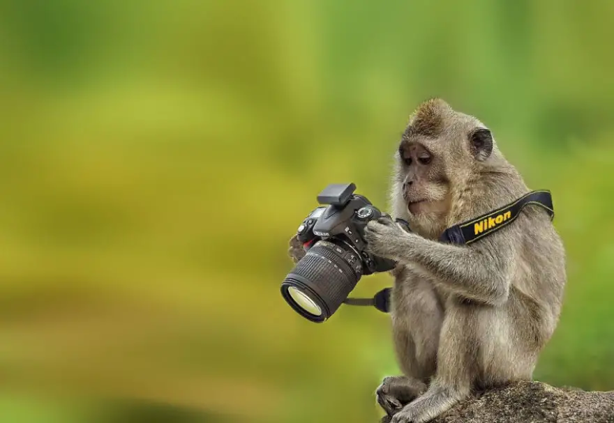 animals-with-camera-helping-photographers-18__880
