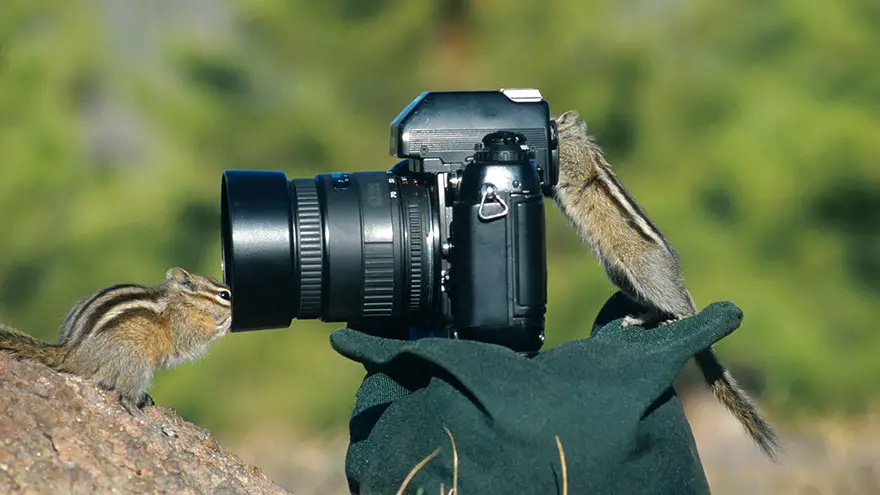 animals-with-camera-helping-photographers-22__880