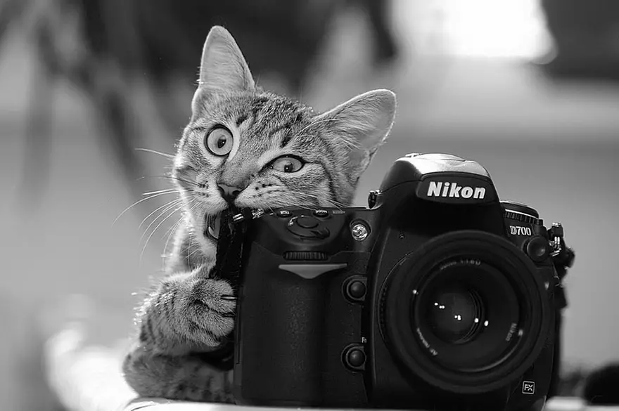 animals-with-camera-helping-photographers-8__880