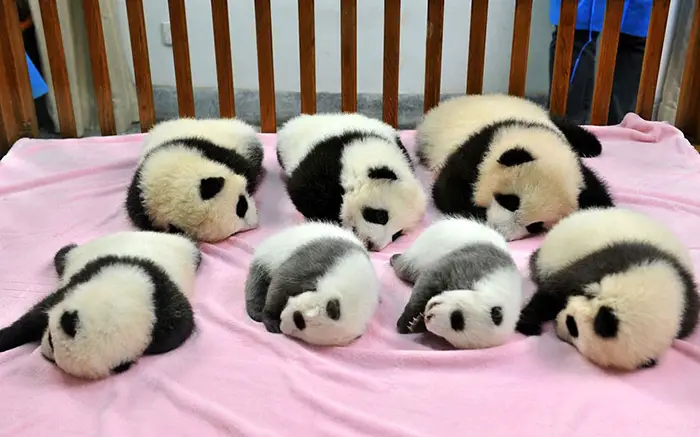 panda-daycare-nursery-chengdu-research-base-breeding-1