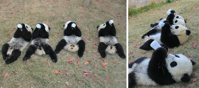panda-daycare-nursery-chengdu-research-base-breeding-20