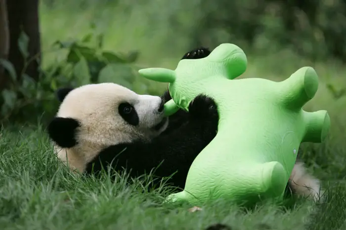 panda-daycare-nursery-chengdu-research-base-breeding-23