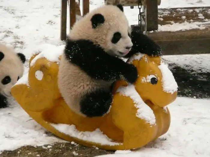 panda-daycare-nursery-chengdu-research-base-breeding-8