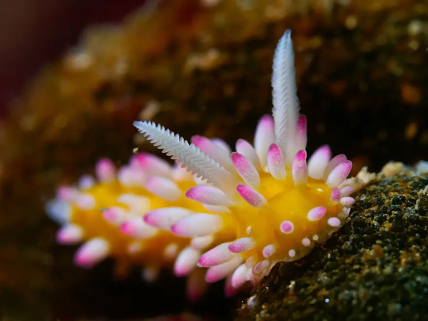 beautiful-unusual-sea-slugs-3__880