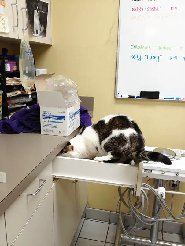 gatos-visitando-veterinario-11
