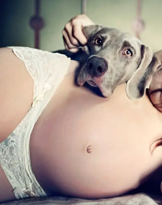 perros-y-embarazadas-11-553x700