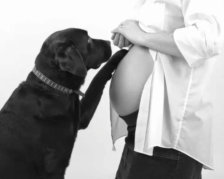 perros-y-embarazadas-2-730x582