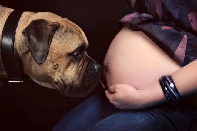 perros-y-embarazadas-26