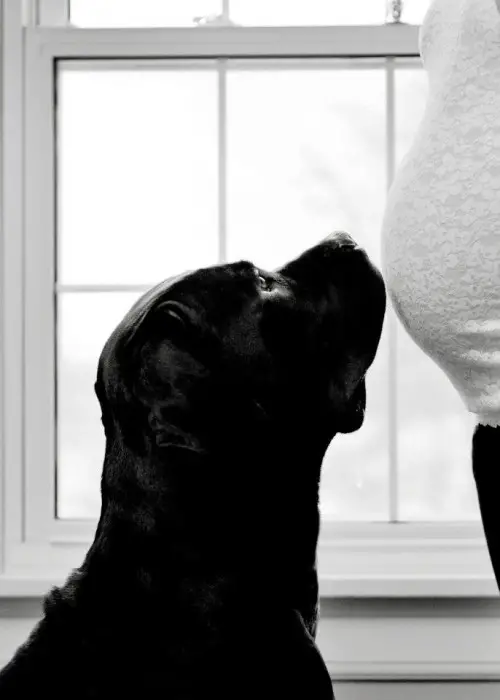 perros-y-embarazadas-27-500x700