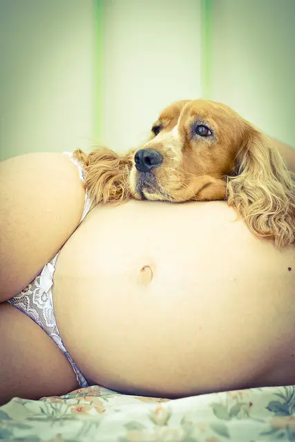 perros-y-embarazadas-3