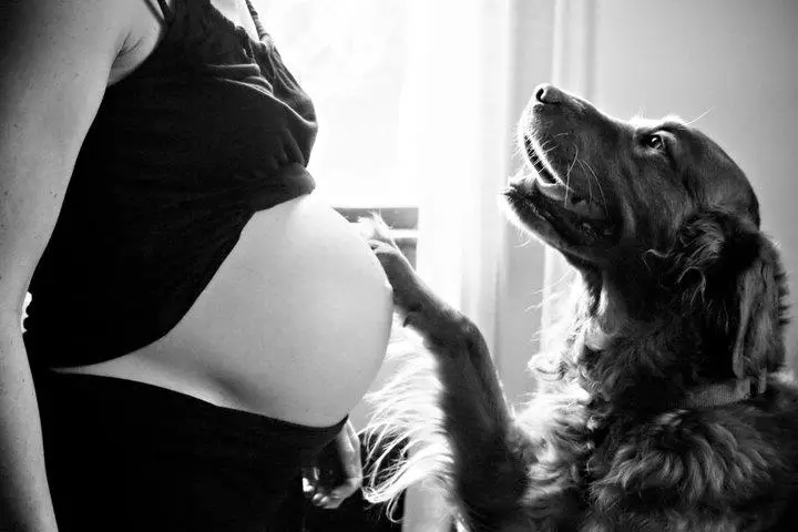 perros-y-embarazadas-30