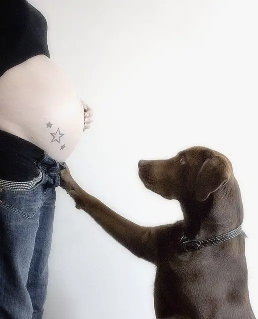 perros-y-embarazadas-6