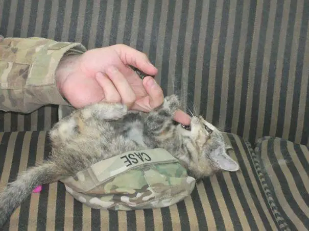 soldados-con-gatos-12