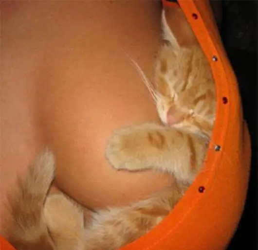 cat-sleeping-on-boobs-tits