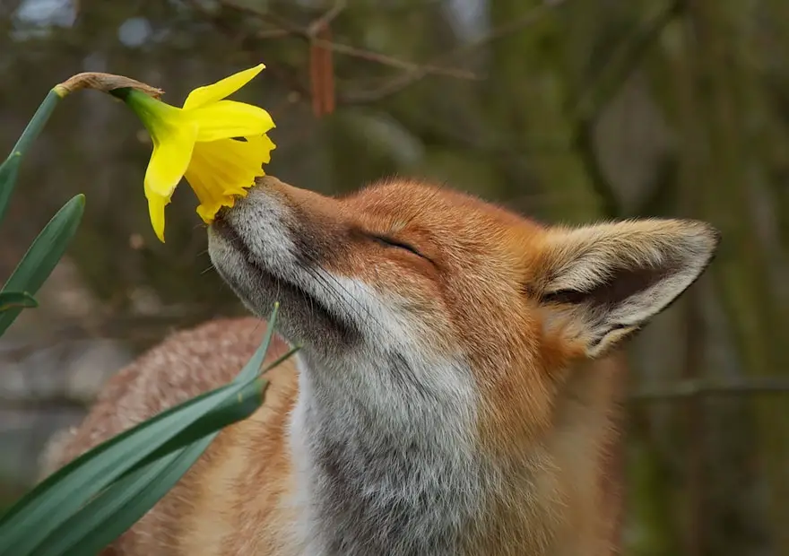 animals-smelling-flowers-110