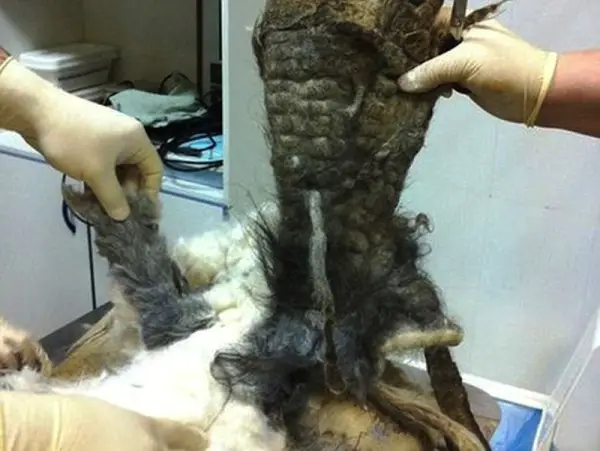Under This Hairy Monster Is A Once Loved Pet Dog