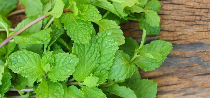 Can-Mint-Leaves-Help-Cure-Acne-Scars