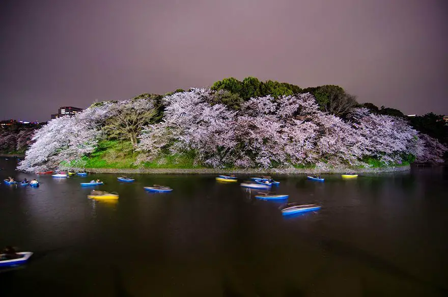 primavera-flores-cerezo-sakura-japon-national-geographic-10