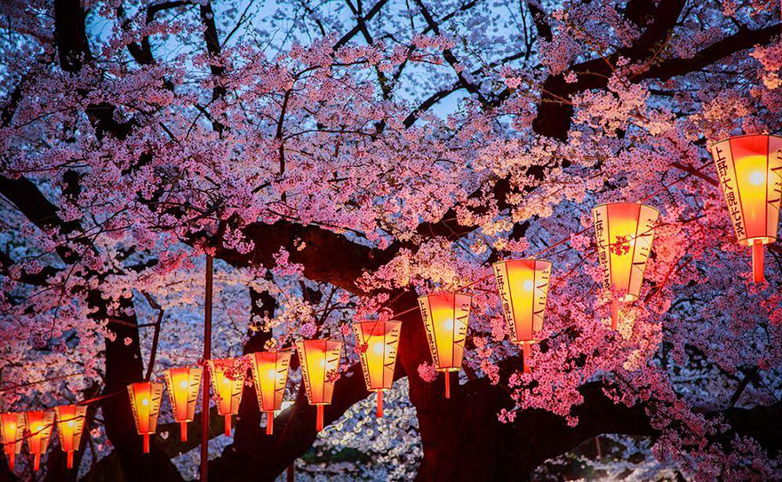 primavera-flores-cerezo-sakura-japon-national-geographic-13