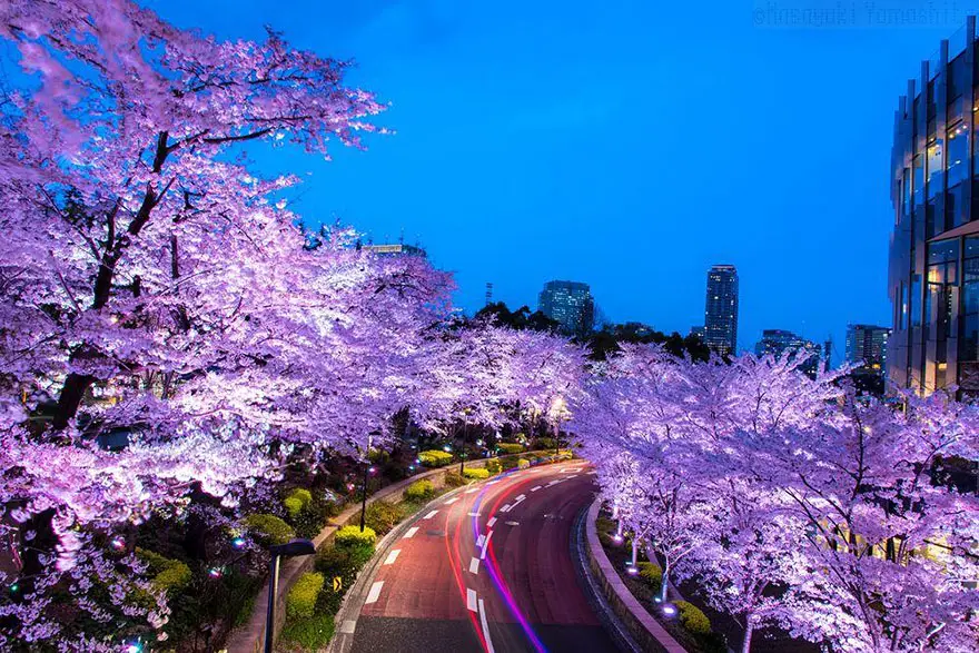 primavera-flores-cerezo-sakura-japon-national-geographic-3