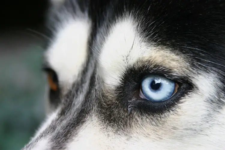 Are Dogs Color Blind?