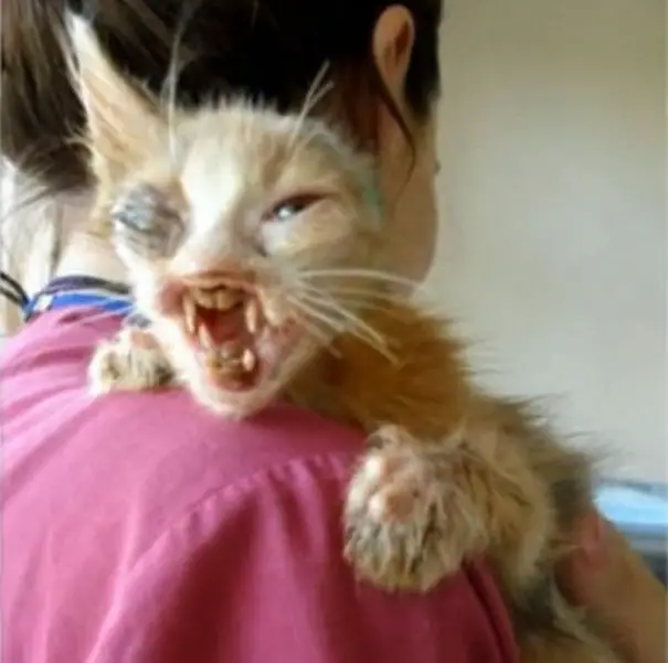 girl-saves-disfigured-cat-istanbul-011