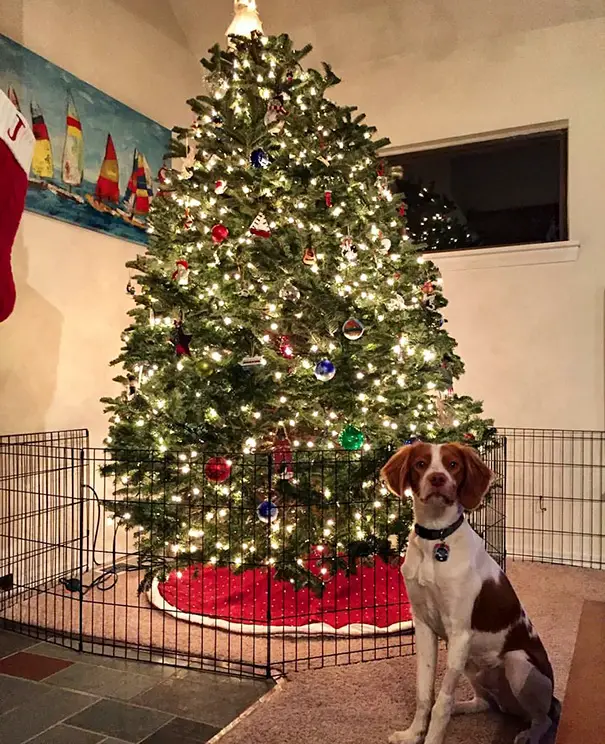 protecting-christmas-tree-from-dogs-cats-pets-16-585a72c83d944__605
