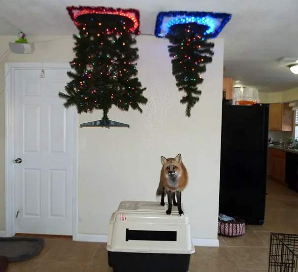 protecting-christmas-tree-from-dogs-cats-pets-17-585a73af7574f__605
