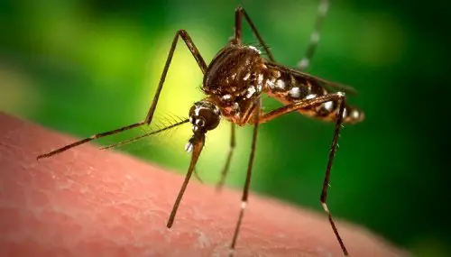 Curiosidades-que-no-sabias-sobre-los-mosquitos-500x285
