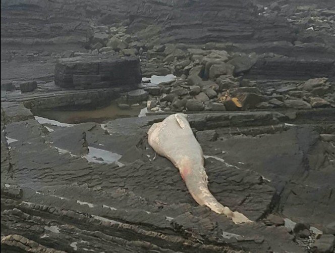 esta-criatura-ha-aparecido-en-una-playa-y-deberias-mantenerte-alejado-de-ella-1491205658