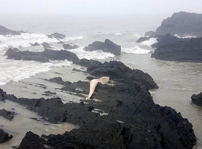 esta-criatura-ha-aparecido-en-una-playa-y-deberias-mantenerte-alejado-de-ella-1491205671