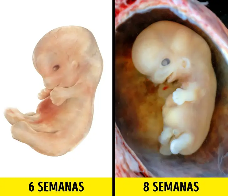 ¿Qué hace el bebé durante los 9 meses que está en el vientre de su madre? - Granos En La Cara Embarazo Niño O Niña