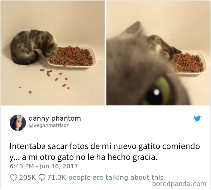 20 Divertidos tuits sobre gatos