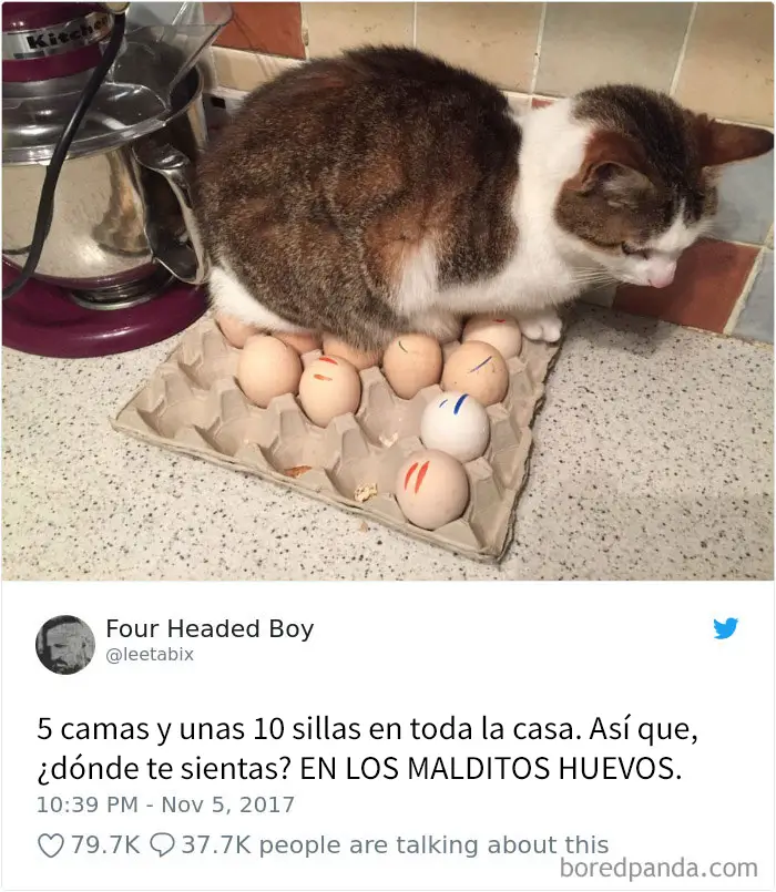 20 Divertidos tuits sobre gatos