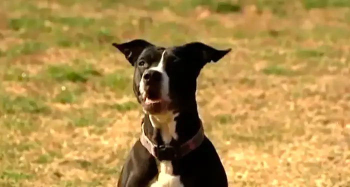 40 perros que sorprendieron a los humanos con sus actos heroicos